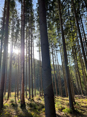 Sunlight Filtered Gently Through Tall and Majestic Forest Trees, Creating a Magical Setting