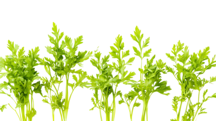 Fresh green parsley stems in row white or transparent background.