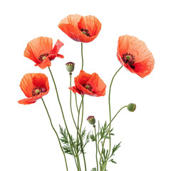 Obraz premium Elegant poppy flowers isolated against a Transparent background showcasing vibrant red petals and delicate green stems, Poppy flowers isolated on a PNG background