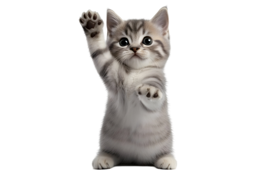 Cute Kitten Photo Isolated On Transparent Background With Paw Up Greeting