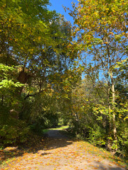 A Serene Autumn Pathway That is Surrounded by Beautiful and Colorful Foliage All Around