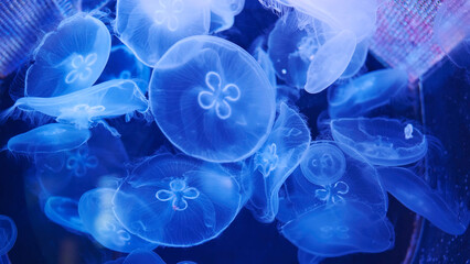 Moon jellyfish swimming in dark blue water creating a beautiful underwater scene © Довидович Михаил
