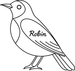 Standing Robin Bird Outlined In with Transparent Background