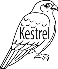 Kestrel Bird Line Art, Simple Isolated on Transparent Background