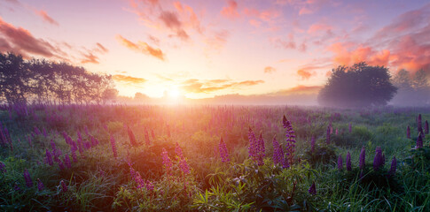 Panoramic field of lupine flowers blooming at dawn with fog. Scenic rural meadow landscape. Sunrise sky background for postcard, calendar and spring poster.