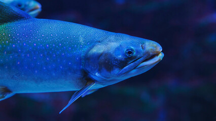 Fototapeta premium Arctic char swimming in blue water aquarium