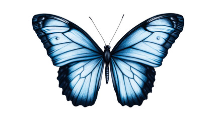 Obraz premium Blue butterfly with open wings isolated on a black background, cut out transparent