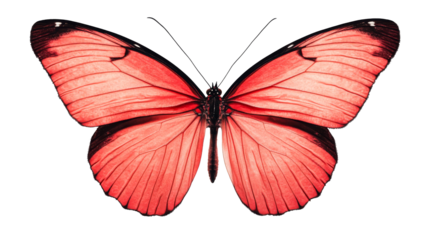Monarch butterfly with vivid red wings open, isolated transparent