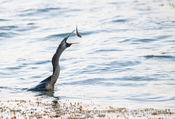 Cormor&aacute;n pescando en las aguas del mar caribe en M&eacute;xico al amanecer