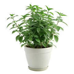 Fototapeta premium Lamiaceae plant isolated on transparent background