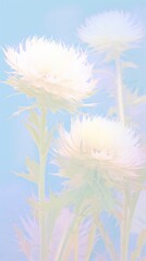Obraz premium Blurred gradient Thistle asteraceae outdoors blossom.