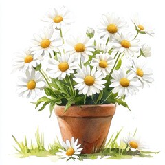 Potted Daisies in Watercolor