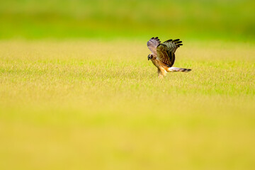A pallid Harrier Juvenile bird searching for prey among grass field, in  beautifully lighted evening, in Koonthankulam, Tamil nadu..
