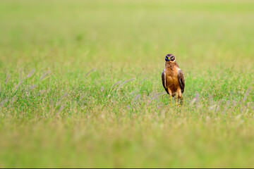 A juvenile Montagu's Harrier roosting on a grassland in Koonthankulam Bird Sanctury