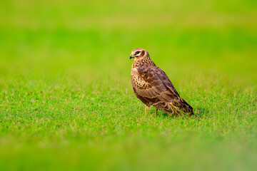 An elegant juvenile of Montagu's Harrier Roostng in a grasslnd from Koonthankulam, South India