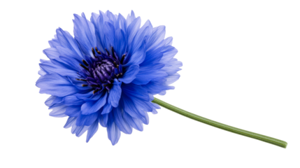 Bright blue cornflower with a stem, isolated on black background, cut out transparent