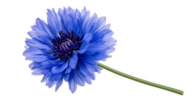 Bright blue cornflower with a stem, isolated on black background, cut out transparent
