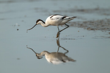 Pied Avocet Foraging: Reflections in Shallow Waters