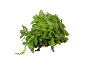 isolated transparent Background. Fresh holy basil leaves tied in bundle, vibrant green and aromatic