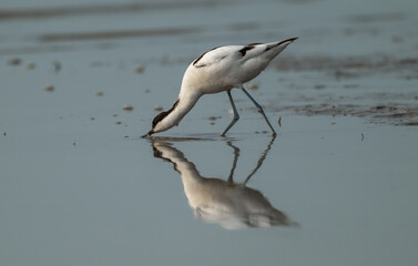 Pied Avocet Foraging: Reflections in Shallow Waters