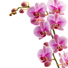 Striking pink orchids in full bloom cascade down a stem contrasted against a clean white backdrop showcasing intricate floral patterns.