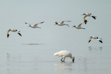 Avocets in Formation Over Calm Waters