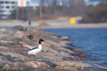 The common merganser  or goosander (Mergus merganser) on a pier