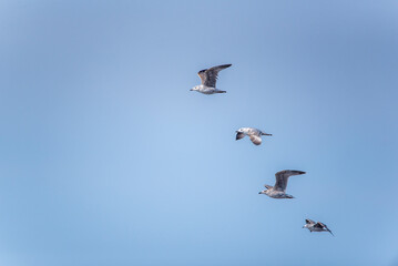 The common gull Larus canus) in flight 
