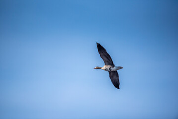 The greater white-fronted goose (Anser albifrons) in flight, geese migration