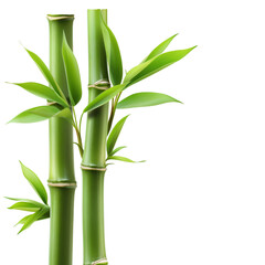 Obraz premium Bamboo stalk isolated on white background