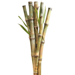 Obraz premium Bamboo stalk isolated on white background