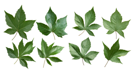 Set of green Acer negundo leaves on black background, cut out transparent