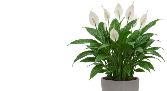 Isolated Green Leafs Plant