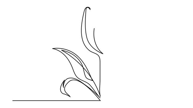 Tulip one line drawing.Abstract flower continuous line. Minimalist contour drawing of tulip. Continuous line drawing of flower tulip.Hand drawn sketch of flower with leaves.