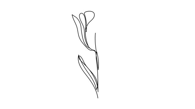 Tulip one line drawing.Abstract flower continuous line. Minimalist contour drawing of tulip. Continuous line drawing of flower tulip.Hand drawn sketch of flower with leaves.