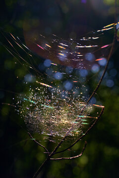 Beautiful spider cobweb in the forest highlighted with sunlight beams