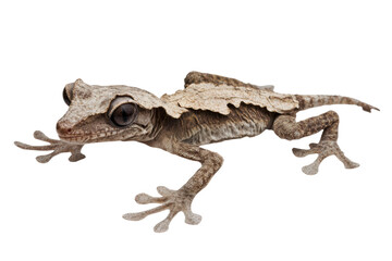 Satanic leaf-tailed gecko on black background, cut out