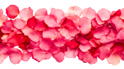 Lush Rose Petals on Black Background, cut out transparent