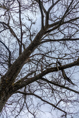 Bare winter tree branches against gloomy winter sky, shoot from below. Tree branch covered in snow. Cold temperature climate 