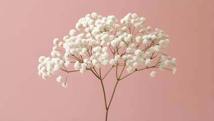"White Baby’s Breath Flowers on Pink Background – Minimalist Floral Stock Photo"