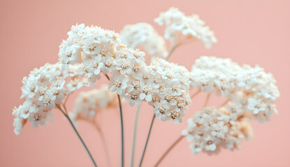 "White Baby’s Breath Flowers on Pink Background – Minimalist Floral Stock Photo"