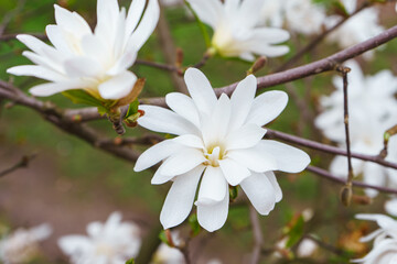 Blooming tree branch with white Magnolia stellata flowers close up in park or garden on green background with copy space. Nature, floral, gardening, plant breeding.
