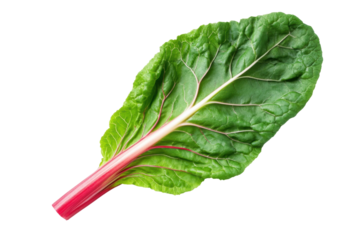 Fresh swiss chard leaf with vibrant red stalk on black background, cut out