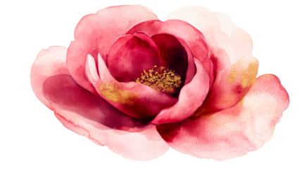 Watercolor rose flower with gold texture, isolated, cut out transparent