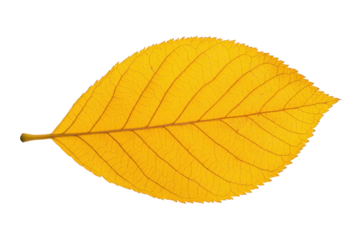 Vibrant yellow leaf with detailed veins isolated on black background, cut out