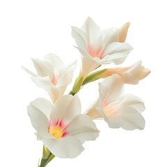 Obraz premium Phakakrong flowers bloom with delicate petals on a soft Transparent background, Closeup image Phakakrong flowers on a PNG background file with PNG background