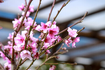 cherry blossom in spring