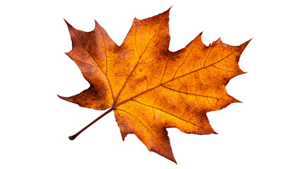 Single autumn yellowed leaf lies isolated on a black background, cut out transparent