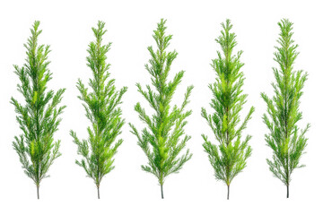 Fototapeta premium Five Green Cypress Trees in a Row Isolated on Transparent Background