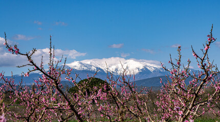 The Mount Canigou in Eastern Pyrenees and blooming peach trees.